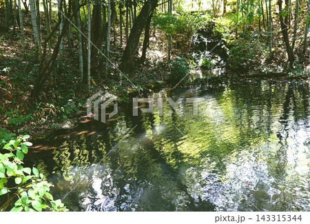神秘的な竹林の中の水面 143315344