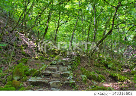 【東京都】三頭山の登山道 143315602