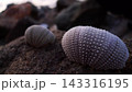 夕暮れのウニ殻 143316195