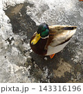 雪国のカモ 143316196