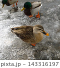 雪国の鴨 143316197