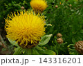 黄色の花 143316201