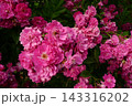 ピンクが鮮やかな花 143316202