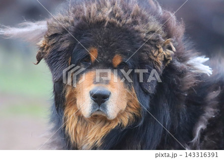 犬 狗 わんこ 143316391