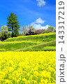 飯山・菜の花公園の菜の花 143317219