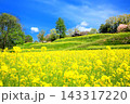 飯山・菜の花公園の菜の花 143317220