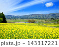 飯山・菜の花公園の菜の花 143317221
