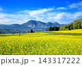 飯山・菜の花公園の菜の花 143317222