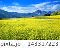 飯山・菜の花公園の菜の花 143317223