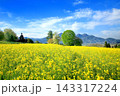飯山・菜の花公園の菜の花 143317224
