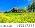 飯山・菜の花公園の菜の花 143317225