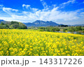 飯山・菜の花公園の菜の花 143317226