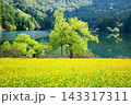 北竜湖の菜の花 143317311