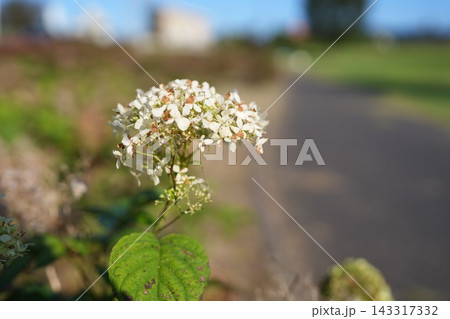 枯れかけた紫陽花の花 枯れかけた紫陽花の花 143317332