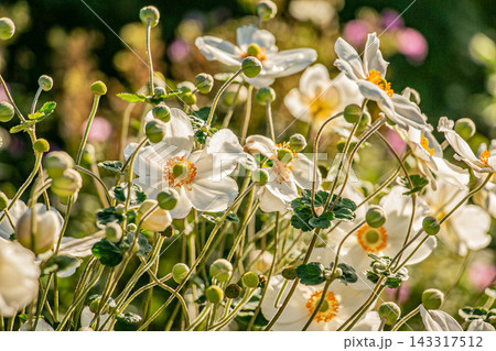 おしゃれでクリエイティブな白いシュウメイギクの花の素材画像 おしゃれでクリエイティブな白いシュウメイギクの花の素材画像 143317512