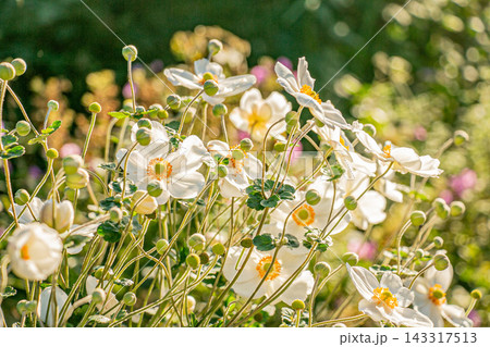 おしゃれでクリエイティブな白いシュウメイギクの花の素材画像 おしゃれでクリエイティブな白いシュウメイギクの花の素材画像 143317513
