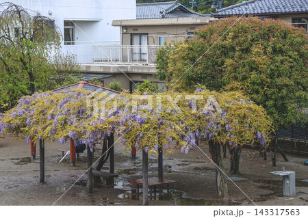 Japan April 29 2026 Wisteria pergola blooming in quiet residential park Japan April 29 2026 Wisteria pergola blooming in quiet residential park 143317563