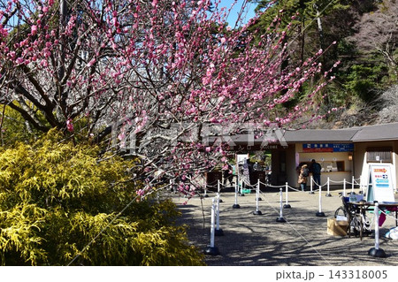 静岡県熱海市 熱海梅園入口と満開の紅梅 静岡県熱海市 熱海梅園入口と満開の紅梅 143318005