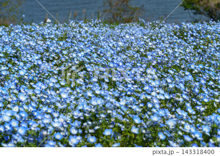 春の光を受けて一面に可憐に咲き誇る青いネモフィラの花畑 143318400