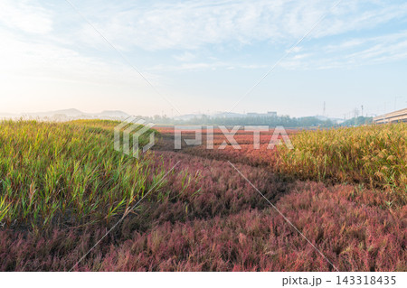 Autumn Morning Mist over Red Seepweed and Reed Field in Siheung Wetland, South Korea 143318435