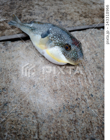 釣れた野生のクサフグのマクロ写真 釣れた野生のクサフグのマクロ写真 143318966