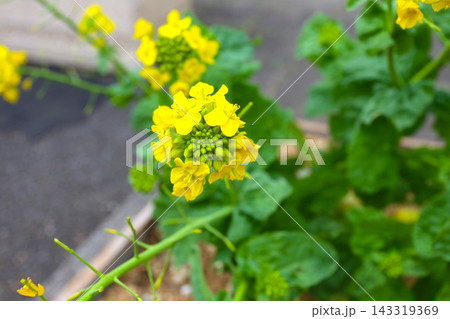 黄色い花の菜の花 143319369