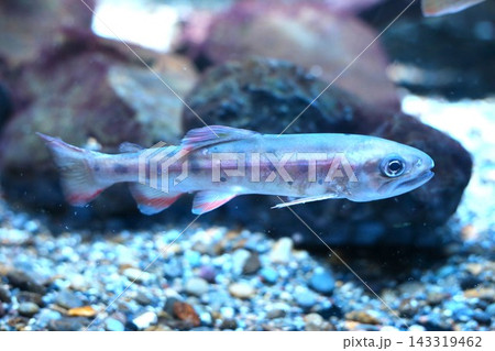 淡水魚のアマゴ 143319462