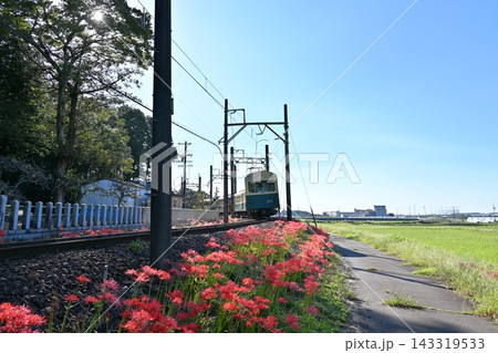 彼岸花と三岐鉄道北勢線の豆電車 彼岸花と三岐鉄道北勢線の豆電車 143319533