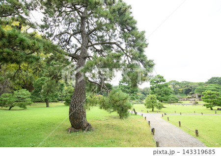 六義園 黒松の古木と散策路 東京都 六義園 黒松の古木と散策路 東京都 143319685