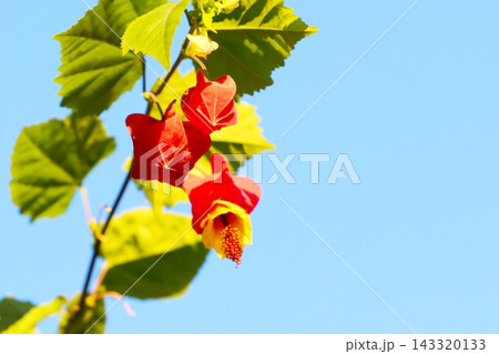 青空とウキツリボクの花 青空とウキツリボクの花 143320133