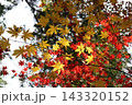 紅葉した黄色と赤色のモミジ 143320152