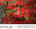 真っ赤な紅葉 143320153