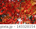紅葉を見上げる 143320154