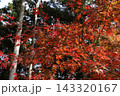 赤く色づいた紅葉 143320167