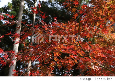 赤く色づいた紅葉 赤く色づいた紅葉 143320167