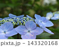 青いガクアジサイ 143320168