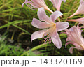 美しいピンクのユリの花 143320169