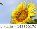 青空に向かって咲くひまわり 143320170