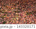 落ち葉の絨毯 143320171