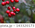 赤い木の実に滴る雨水 143320173