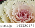 白い葉牡丹 143320174