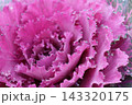 赤いハボタン 143320175