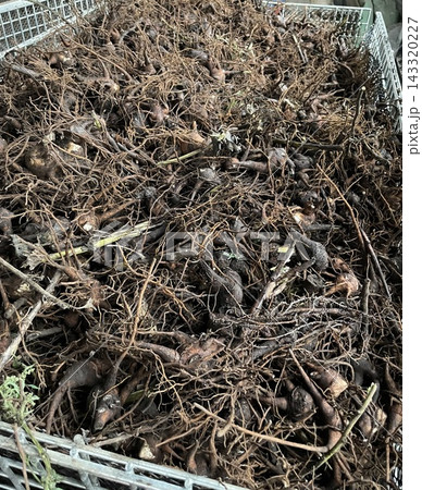 漢方薬原料の収穫選別(トリカブトの親根と子根) 漢方薬原料の収穫選別(トリカブトの親根と子根) 143320227