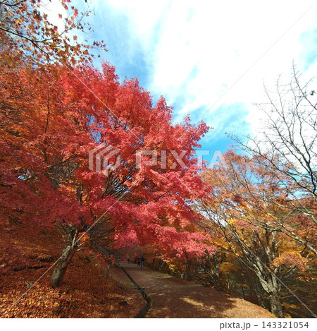 もみじ もみじ湖 紅葉 もみじ もみじ湖 紅葉 143321054