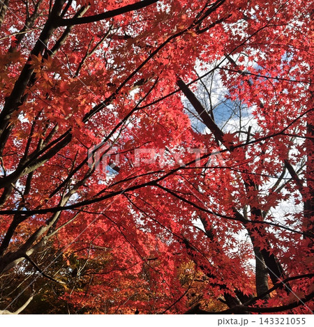 もみじ もみじ湖 紅葉 もみじ もみじ湖 紅葉 143321055