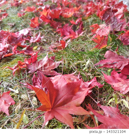 もみじ　もみじ湖　紅葉 143321104