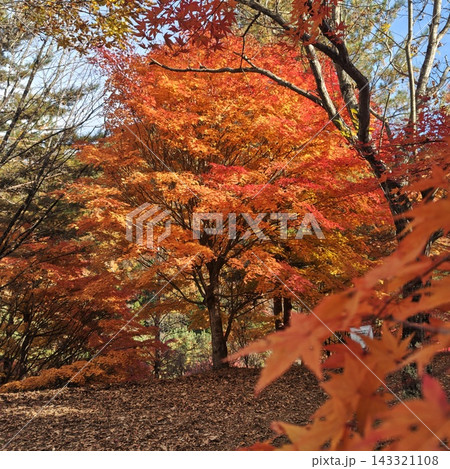 もみじ もみじ湖 紅葉 もみじ もみじ湖 紅葉 143321108