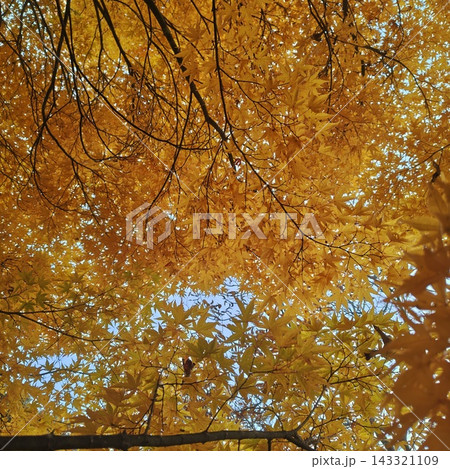 もみじ もみじ湖 紅葉 もみじ もみじ湖 紅葉 143321109