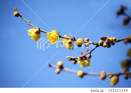 青空に咲くロウバイ の花 青空に咲くロウバイ の花 143321334