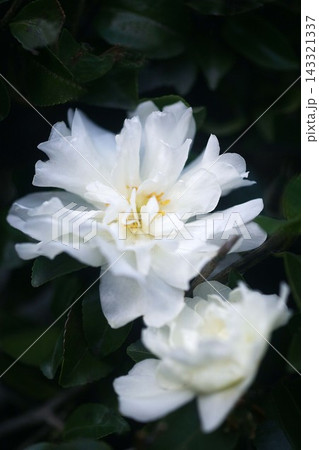 山茶花 白くて千種咲きの花 山茶花 白くて千種咲きの花 143321337